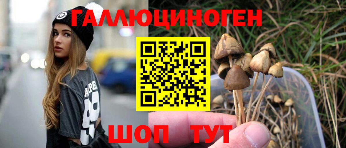 Галлюциногенные грибы Psilocybe Малгобек